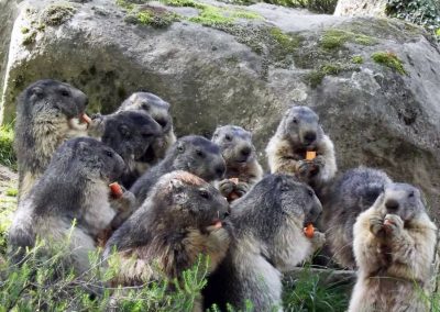 Chalet des Marmottes