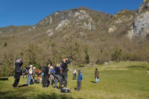 observation du percnoptère réserve du pibeste pyrénées