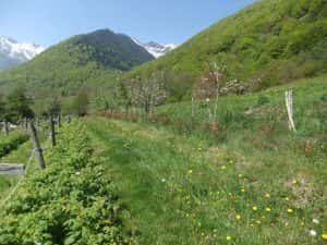 terre des ayous