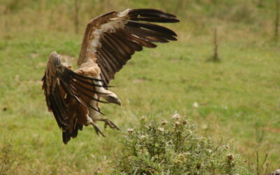 Balade accompagnée à la découverte des rapaces du Pibeste