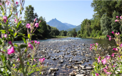 La truite des Pyrénées