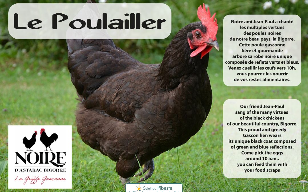 Découverte du jardin et cueillette des œufs
